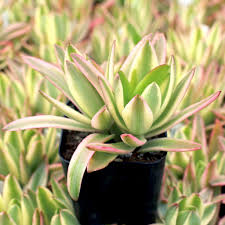 Image result for Crassula capitella