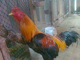 Insyaallah, lepas ni nak cari baka jalak putih pula. Ayam Batang Kaki Home Facebook