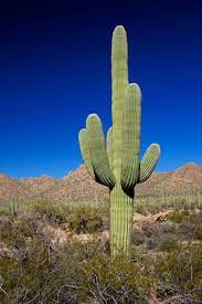 The Saguaro Genome Is Around 1 5 Billion Base Pairs Long About The Half Of The Human Genome S Length Sequencing Has Revealed T In 2021 Cactus Saguaro Cactus Saguaro