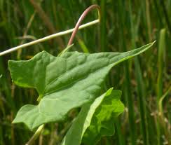 Image result for Mikania