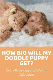 How big will my labradoodle puppy get? Accurately Predict A Doodle S Size How Big Will My Puppy Get