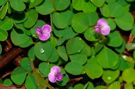 Image result for Grona triflora