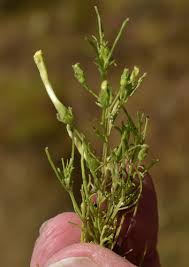 Image result for Rhamphicarpa brevipedicellata
