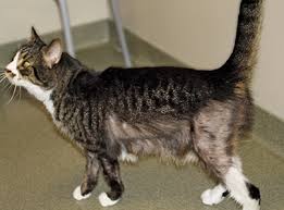 Find patient medical information for zyrtec oral on webmd including its uses, side effects and safety, interactions, pictures, warnings and user ratings. Feline Dermatology Cats Are Not Small Dogs Today S Veterinary Practice