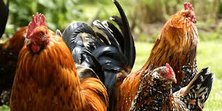 Dogs with any of these symptoms need to be taken to a vet immediately: Egg Bound Chickens How To Identify And Prevent This Emergency Condition