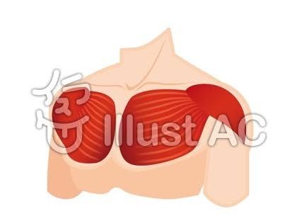 「大胸筋　フリー素材」の画像検索結果"