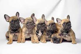 When we talk about rare french bulldog colors in french bulldogs. How Many Puppies Do French Bulldogs Have Predicting Litter Sizes