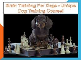 Your brain is going to love it here. Brain Training For Dogs Unique Dog Training Course Easy Sell Brain Training For Dogs Dog Training Course Dog Training