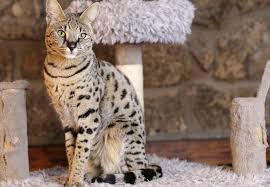 ‪Hybrid Cats – Problematic Exotic Breeds - FOUR PAWS in US - Global Animal  Protection Organization‬‏