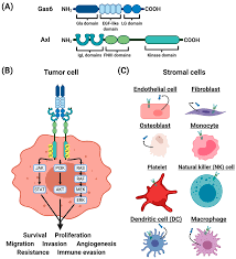 Lokalbefolkningen er rystet etter at et større jordskred gikk i gjerdrum onsdag morgen. Cancers Free Full Text Gas6 Axl Signaling Pathway In The Tumor Immune Microenvironment Html