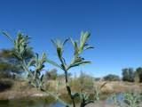 Image result for Pogonospermum divaricatum