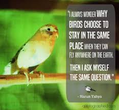 Birds Of The Same Feather Are The Same Birds I Always Wonder Why Birds Choose To Stay In The Same Place When They Can Fly Anywhere On The Earth Then I Ask Myself The Same Freedom Quotes Picture Quotes Earth