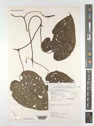 Image result for Dioscoreophyllum