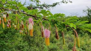 Image result for Dichrostachys