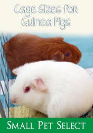 Check spelling or type a new query. Pin On Guinea Pigs