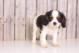 Cavalier King Charles Spaniel Puppy For Sale In Mount Vern King Charles Cavalier Spaniel Puppy Cavalier King Charles Dog Cavalier King Charles Spaniel Tricolor