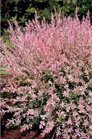 Epingle Par Martine Grignon Sur Jardin Jardins Arbuste Fleuri Jardinage