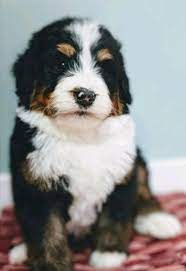 Our standards for bernedoodle breeders in texas were developed with leading veterinarians and animal welfare experts. Faq S Rocky Road Doodles