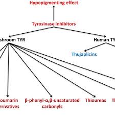 Chemical Classification Chart Of Tyrosinases Mushroom And