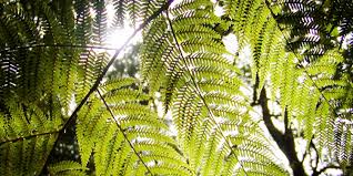 Image result for Cyathea capensis