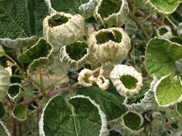 Alligare msm 60 per acre, plus 1/4 lb. What S All The Fuss Over 2 4 D And Dicamba Pennsylvania Landscape Nursery Association