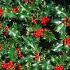 Holly shrubs come in many shapes and sizes, with many landscape uses. Https Encrypted Tbn0 Gstatic Com Images Q Tbn And9gcqexv0uetopplblpwl3vd4hrzu7oowmgonvylzo9zcdclokrf5w Usqp Cau