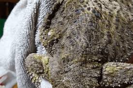 Others are dehydration, impaction, hypocalcemia, cancer, overweight, and ear and eye infections. Best Antifungal For Bearded Dragons