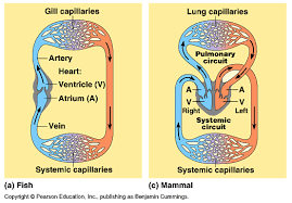 The heart is filled with venous blood. Circulatory Systems A Level Notes