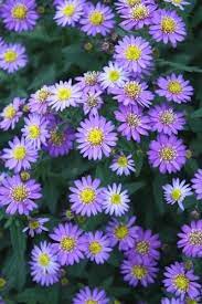 Aster Ageratoides Ezo Murasaki Juniper Level Botanic Gdn Nc Purple Flowers Garden Butterfly Garden Plants Rabbit Resistant Plants