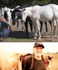 🌾🐴 Willie Nelson's “Luck” Ranch: A Sanctuary of Second Chances 🐴🌾  Country music legend Willie Nelson isn't just a voice of America's  heartland—he's also the heart behind a 700-acre Texas haven called