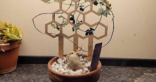 Image result for Trochomeria