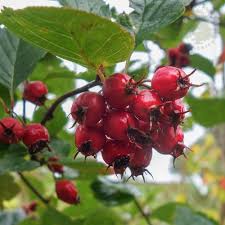 The flowers are tiny green clusters, which turn into red berries in late summer and may stay on during winter. Crataegus Prunifolia Splendens Buy Frosted Hawthorn Trees