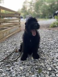 Giant Schnauzer Ear Cropping The What And How S Royal Giants