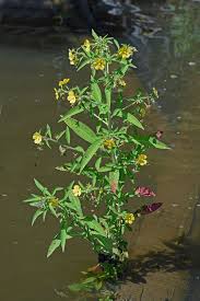 Image result for Ludwigia leptocarpa