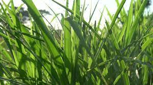 Rumput ini berasal dari asia. Rumput Stock Video Footage 4k And Hd Video Clips Shutterstock