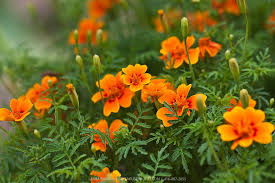 Tangerine Gem Signet Marigold Tagetes Tenuifolia Tangerine Gem Greenfuse Photos Garden Farm Food Photography Rusty Garden Plants Garden Theme