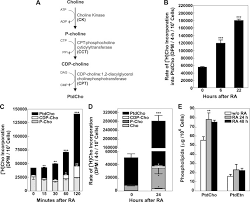20,000 yen to malaysian ringgit according to the foreign exchange rate for today. Phosphatidylcholine Biosynthesis During Neuronal Differentiation And Its Role In Cell Fate Determination Journal Of Biological Chemistry