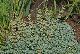 Image result for Psammotropha myriantha