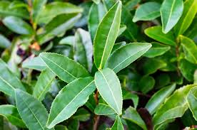 Image result for Camellia sinensis
