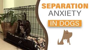City of san antonio free spay/neuter services individuals living in the following zip codes are eligible to receive free spay/neuter services provided through a by submitting this form, you are granting: Helpful Resources For Pet Owners Pet Vaccination Clinic San Antonio Pet Vaccination Clinic