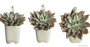 Simply dig a hole, insert the cuttings/ plant in and cover back up with soil. Graptoveria Opalina Care How To Grow The Succulent Opalina
