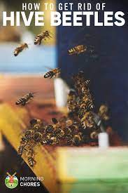 It sounds to me like you have small hive beetle. How To Get Rid Of Small Hive Beetles For Good With 13 Fail Proof Options Bee Keeping Hives How To Get Rid