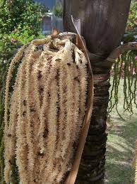 Image result for Acanthophoenix rubra