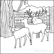 Malvorlage Rehe Wald Coloring And Malvorlagan