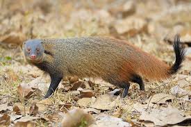 We did not find results for: Mongoose Vs Cobra Who Would Win Worldatlas