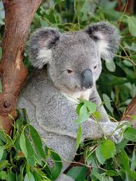 View list of states/provinces/regions in australia. Koala Koala Cute Animals Baby Animals