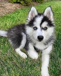 Siberian husky puppies available for sale near memphis, tn, united states within 50 miles from top b. Husky Puppies For Sale Home Facebook