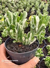 Image result for Crassula maputensis