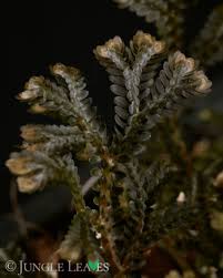 Image result for Selaginella afrorum