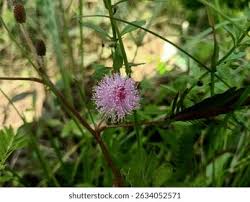 Image result for Mimosa diplotricha